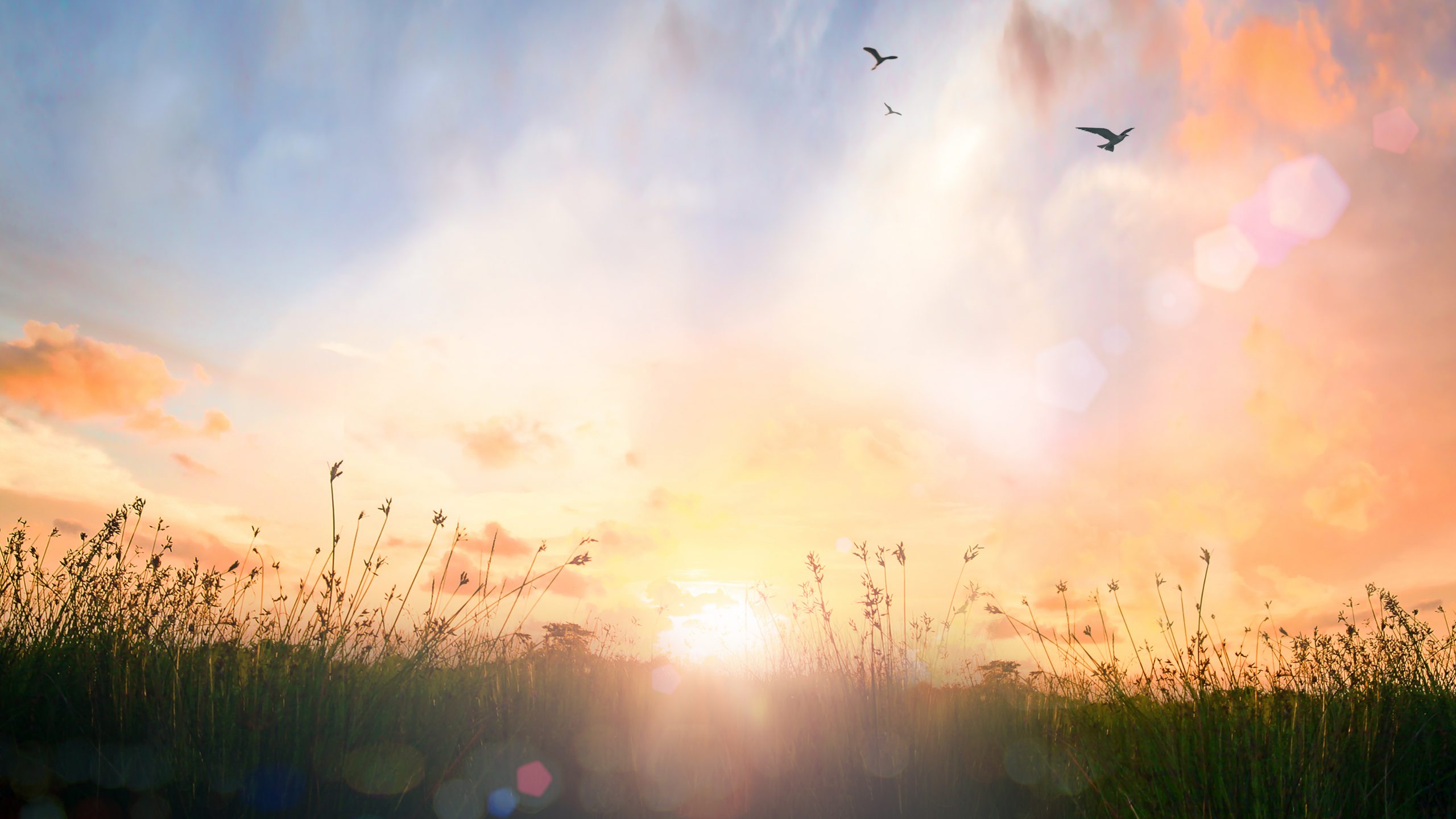 World,Environment,Day,Concept:,Calm,Of,Country,Meadow,Sunrise,Landscape